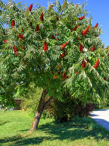 Ruj - Rhus typhina – lišćari i ukrasno drveće | Rasadnik Komerc Mladenovac